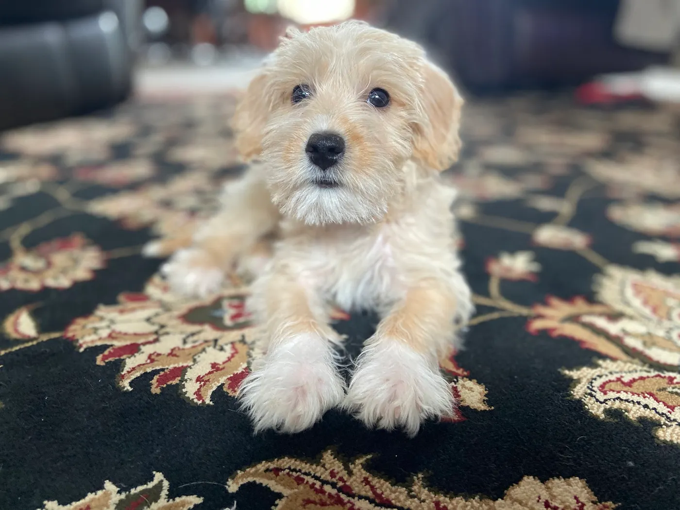 What My Dog Taught Me About Leadership